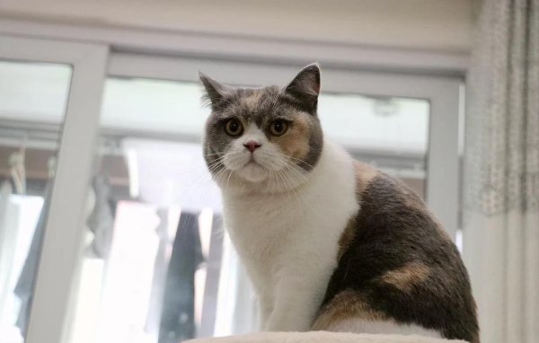 锅牛配资 英短猫咪黏人又治愈，养一只幸福感翻倍，你心动了吗？