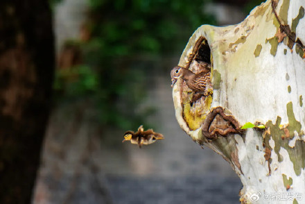 永崋证券 杭州公布新一轮全域陆生野生动物资源本底调查成果