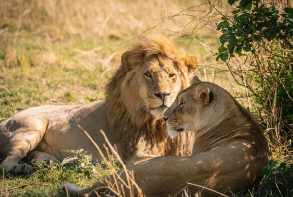 火牛网 百兽之王的真实生活