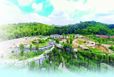 亿牛策略 大猩猩“F4”亮相，还能看“非洲动物大迁徙”